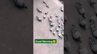 Good Morning🌞shortsyoutubeshortsyoutubeyoutubeindia2024goodmorningvillagehomehappinesslove [upl. by Hendrick]