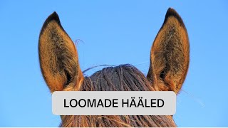 Loomade hääled [upl. by Marentic591]