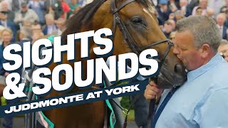 Sights amp Sounds Juddmonte International Won By City Of Troy  York Ebor Festival 2024 [upl. by Nolham]