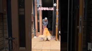 大好きな人に再会すると♡｜PECO ゴールデンレトリバー ゴールデンレトリバーのいる暮らし 犬 goldenretriever goldenretriverworld dog [upl. by Adnorrahs]