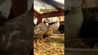 Happy hour shorts quail chinesepaintedquail [upl. by Colvert]