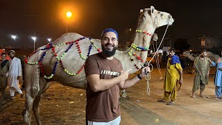 Apna janwar lelia aj Alhamdulillah 🐪  Camel mandi  Mustafa Hanif BTS  daily vlogs [upl. by Ocire]