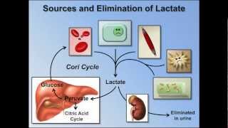 Elevated Anion Gap Metabolic Acidosis ABG Interpretation  Lesson 8 [upl. by Aoh713]