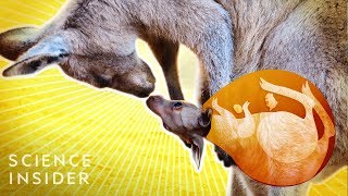 What’s Inside A Kangaroo’s Pouch [upl. by Jocelyn]