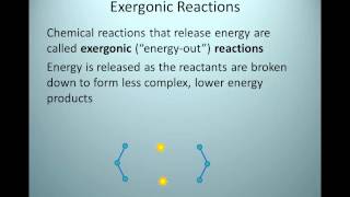 Exergonic Reactions [upl. by Nailij]