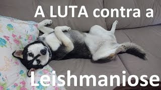 Tratamento da Leishmaniose  não desista do seu cão [upl. by Pendergast247]