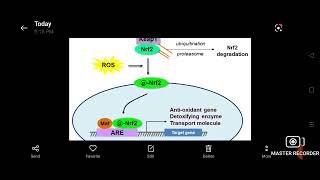 NRF2 pathway [upl. by Treblihp]