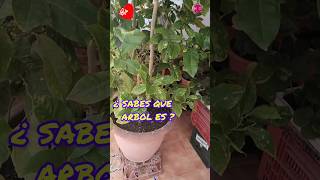 Arbol Frutal shorts jardin huerto huerta [upl. by Sidnac384]