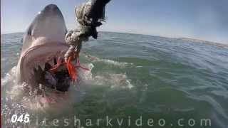 Shark Minutes White Shark Tooth Exam [upl. by Lluj]