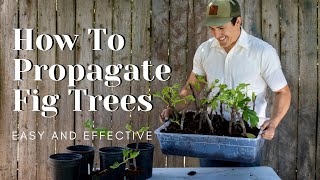 How to Propagate Fig Trees Easy and Effective [upl. by Hayes]