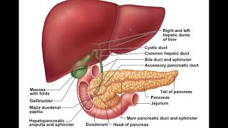 Chapter 23 Digestive System Part4 [upl. by Ymmor]