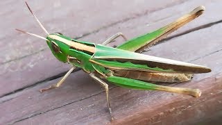 Admirable grasshopper jumping away after resting [upl. by Anniroc]