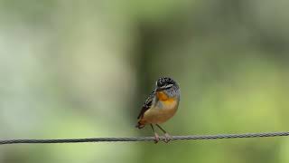 ホウセキドリ（Spotted Pardalote）のドアップ動画 [upl. by Sharlene678]