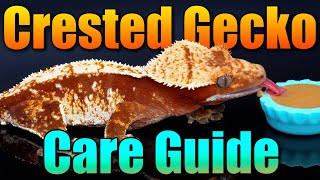 InDepth Crested Gecko Care Guide Everything you NEED to know [upl. by Karb877]