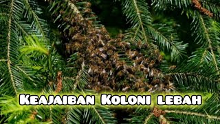 Keajaiban Koloni Lebah [upl. by Dranoel862]