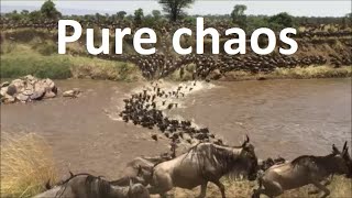 Great wildebeest migration crossing the Mara River between Masai Mara and Serengeti KenyaTanzania [upl. by Tadashi]