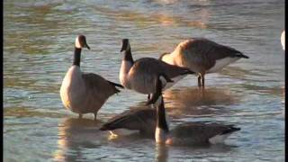 THE MIGRATION OF THE CANADA GOOSE [upl. by Thier]