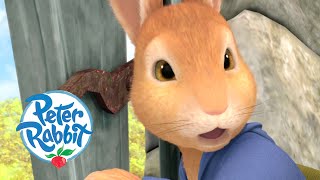 Peter Rabbit  The Pumpkin Roll  Cartoons for Kids [upl. by Anivid]