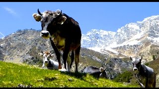 Tiroler Grauvieh auf der Alm  kurzer Film über Almwirtschaft und Kühe Tyrolean Grey Cattle [upl. by Kumar]