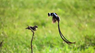 Courtship Ritual of the Pintailed Whydah Singapore Edition [upl. by Blunk]