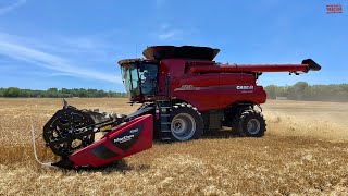 CASE IH 8250 Combines Harvesting Wheat [upl. by Arraes649]