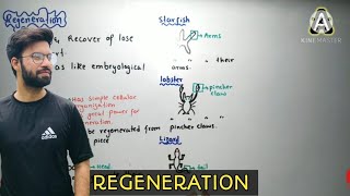 Regeneration  regeneration class 12 in hindi and urdu  regeneration 2nd year biology [upl. by Egidius723]