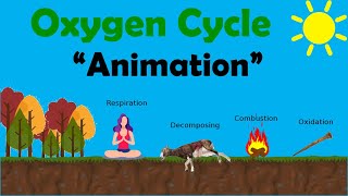 OXYGEN CYCLE  Biology Animation [upl. by Adlay858]