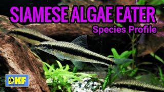 Siamese Algae Eater species profile [upl. by Ivel]