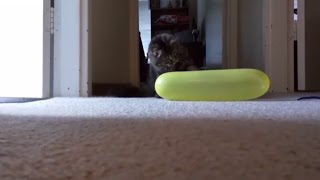 Funny Cats Playing With Balloons 🎈 Cats VS Balloons Compilation [upl. by Draper]