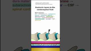 Anatomic layers to the cerebrospinal fluid [upl. by Nnylrac]