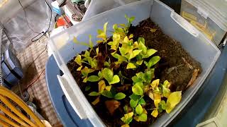 Potting up Gardenia cuttings [upl. by Uhn]