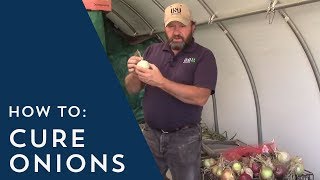 How to Cure Onions [upl. by Ardnoel]