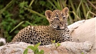 Leopard Family Look For A New Home  Little Big Cat  BBC Earth Kids [upl. by Ancier]