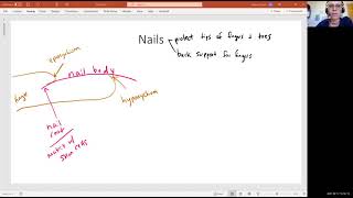 Biology 2010 Chapter 5 Integumentary System Nails Video 9 [upl. by Hpsoj167]