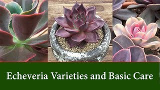 Echeveria Varieties  Easy to Grow Succulents Care and Watering [upl. by Kessia]