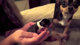 Bess Chihuahua Puppies [upl. by Flory]