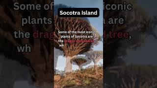 Socotra Island Exploring the Most Bizarre Place on Earth [upl. by Nner]