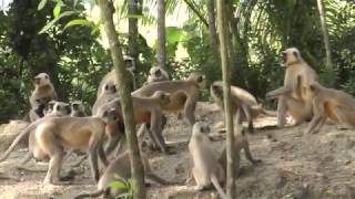 Monkey Fight II Langur Monkey Fight and Sounds [upl. by Beatriz]