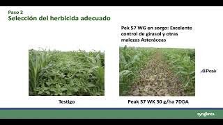 Webinar 10 pasos para un buen control de malezas en maíz y sorgo [upl. by Gottwald225]