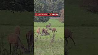 🕋🙏🇬🇧🇵🇸Subhanallah azker nature ukvlog music deer Park Nottingham [upl. by Ahsaeyt93]