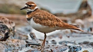 Крикливый зуёк Charadrius vociferus [upl. by Dane863]