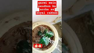 paudhe Sukh sakte hain🍃🍀🌵🪴🌳🌴🌱🌿 bonsai terrace plants gardening [upl. by Sapphire]