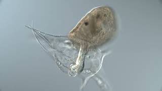 Flatworm larva eats nauplius – timelapse [upl. by Ettennod]