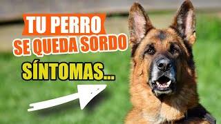 🦻Síntomas De SORDERA En Perros 🐶Preguntas y Respuestas [upl. by Ibrab]