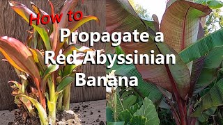 Step by Step Instructions to Propagate Over 20 Red Abyssinian Ensete Maurelii Banana Plants [upl. by Elleined]