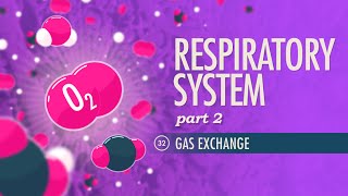 Respiratory System Part 2 Crash Course Anatomy amp Physiology 32 [upl. by Gilleod]