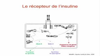 Les récepteurs transmembranaires à activité enzymatique [upl. by Squier]