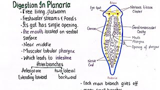 Digestion in Planaria  class 11 [upl. by Memberg827]