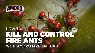 How to Kill Fire Ants with AMDRO Fire Ant Bait [upl. by Nnel991]