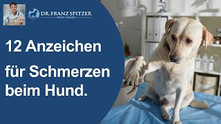 12 Anzeichen für Schmerzen beim Hund [upl. by Colyer779]